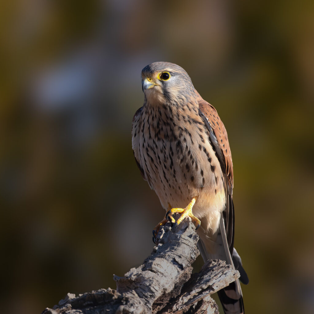 Falke