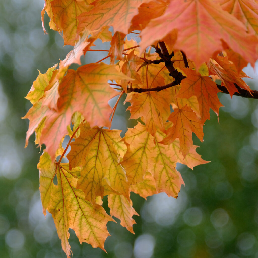Herbst