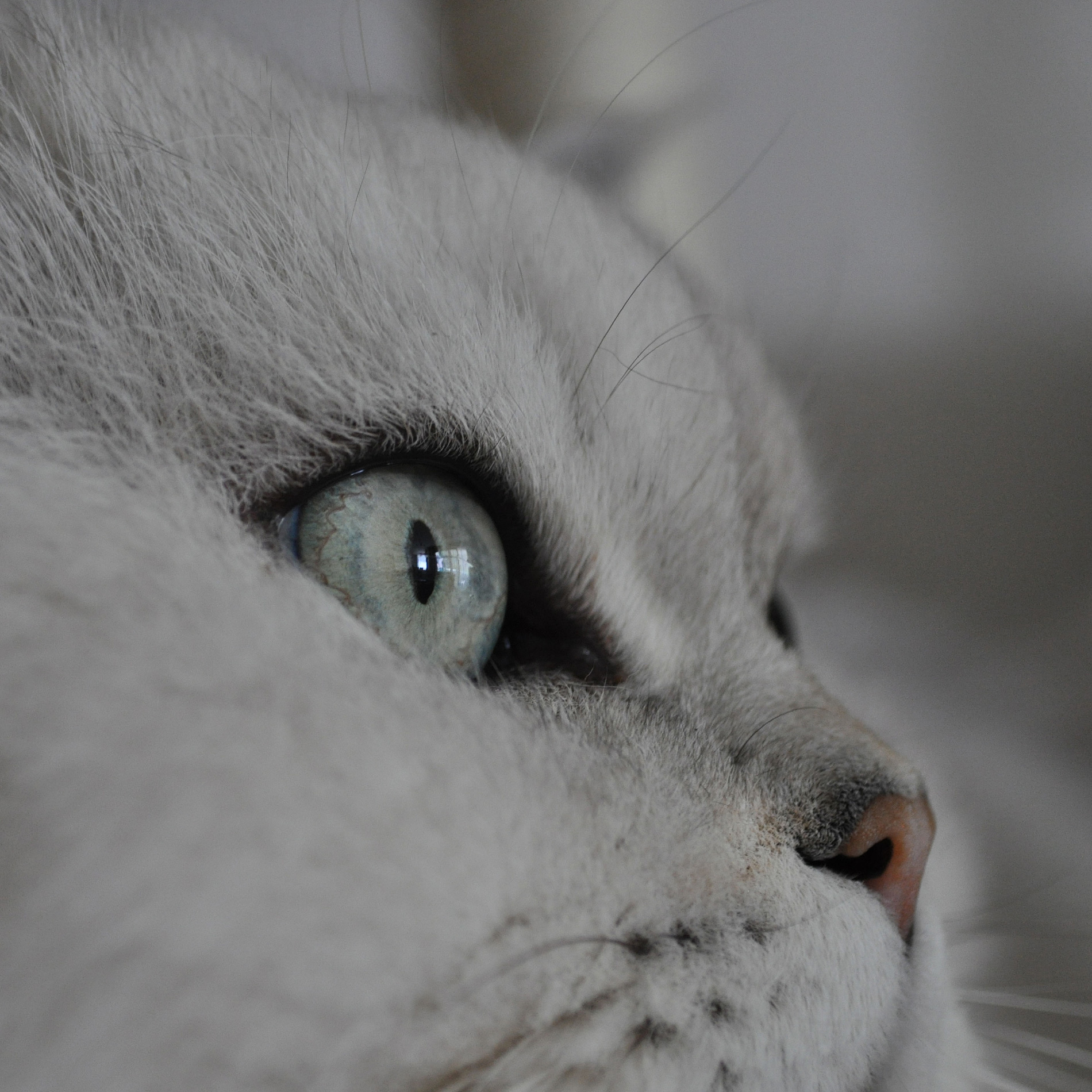 Katze