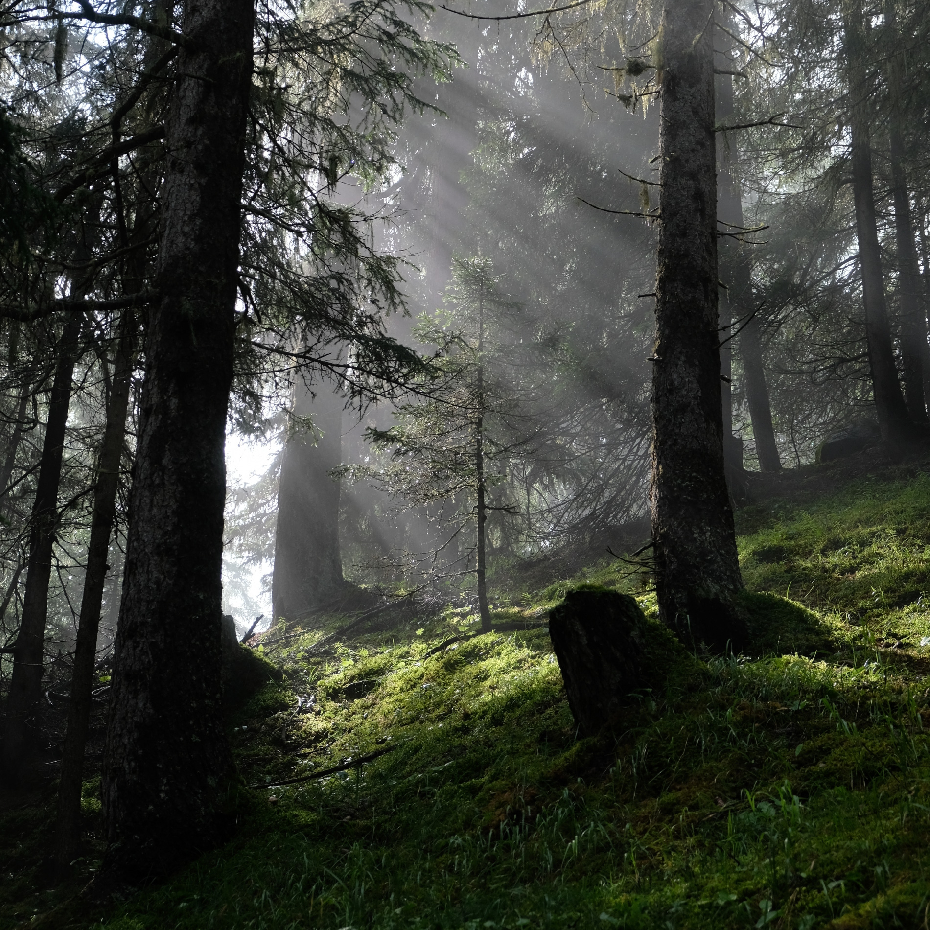 Sonnenstrahlen